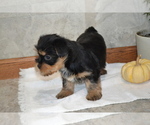 Puppy Bridette Yorkshire Terrier-Zuchon Mix