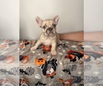 Small #1 French Bulldog