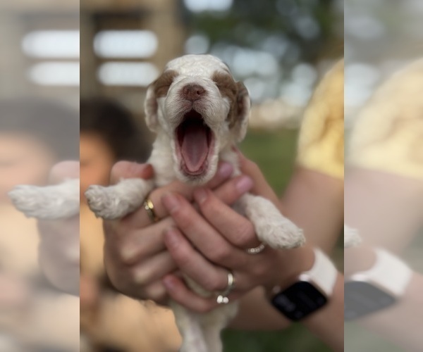 Medium Photo #26 Goldendoodle (Miniature) Puppy For Sale in FREDERICA, DE, USA