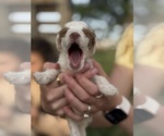 Small Photo #26 Goldendoodle (Miniature) Puppy For Sale in FREDERICA, DE, USA