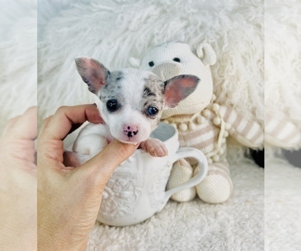Medium Photo #16 Chihuahua Puppy For Sale in DAYTONA BEACH, FL, USA