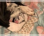 Small Photo #5 Great Dane Puppy For Sale in MARICOPA, AZ, USA