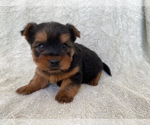 Yorkshire Terrier Puppy for Sale in IRVINGTON, Kentucky USA