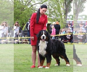 Father of the Bernese Mountain Dog puppies born on 08/09/2023
