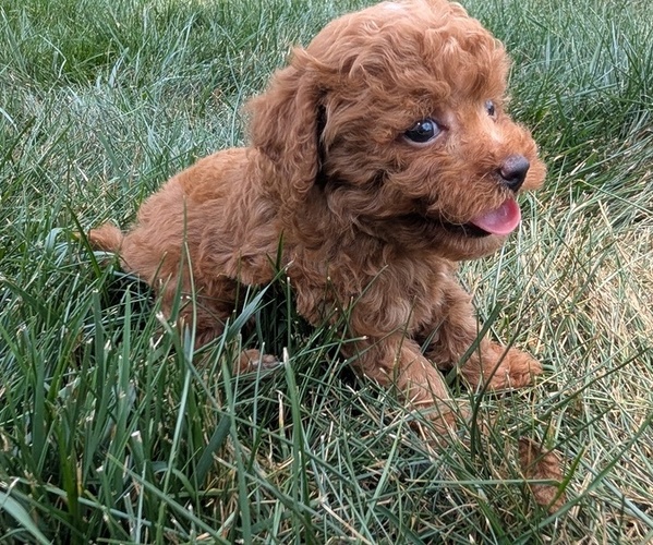 Medium Photo #31 Cockapoo Puppy For Sale in GOSHEN, IN, USA