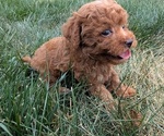 Small Photo #31 Cockapoo Puppy For Sale in GOSHEN, IN, USA
