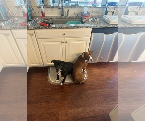 Medium Photo #10 Mutt Puppy For Sale in Holly Springs, NC, USA