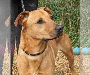 Harley - Female Black Mouth Cur-Unknown Mix Dog for Adoption - Photo #2