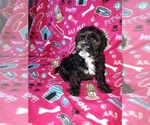 Small #9 Morkie
