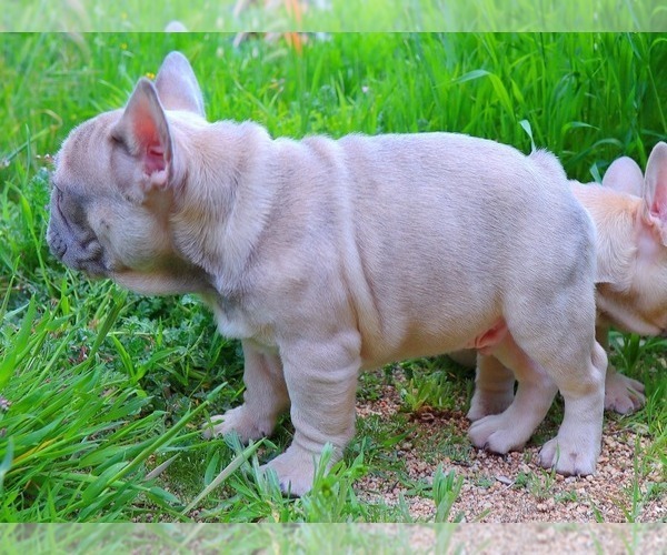 Medium Photo #7 French Bulldog Puppy For Sale in BEVERLY HILLS, CA, USA