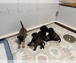 Litter of 3 - Male(s) and Female(s) MastiffLitter of Puppies for Sale - Small photo