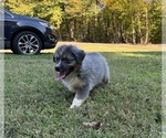 Puppy Cinders Australian Shepherd