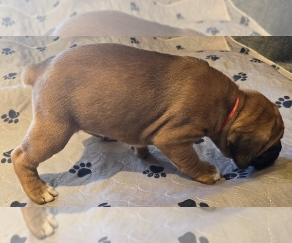 Medium Photo #6 Boxer Puppy For Sale in LINN GROVE, IN, USA