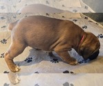 Small Photo #6 Boxer Puppy For Sale in LINN GROVE, IN, USA