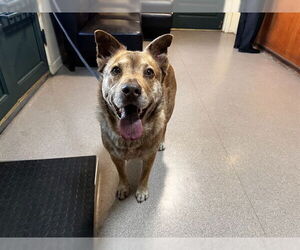 Mutt Dogs for adoption in Pasadena, CA, USA