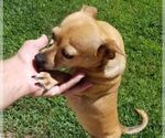 Small Photo #3 Chihuahua Puppy For Sale in MURRIETA, CA, USA