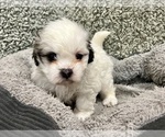 Small #6 Zuchon