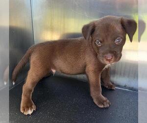 Mutt Dogs for adoption in San Antonio, TX, USA