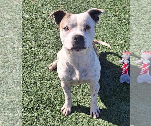 Medium Photo #2 Staffordshire Bull Terrier-Unknown Mix Puppy For Sale in Rockwall, TX, USA