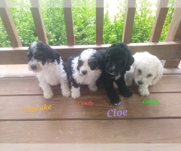 Medium Photo #2 Miniature Bernedoodle Puppy For Sale in MIDWAY, AR, USA