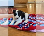 Small Photo #1 Border Collie Puppy For Sale in WOLCOTT, IN, USA