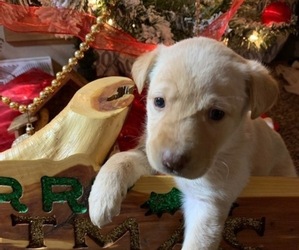 Labrador Retriever Puppy for sale in TWELVE MILE, IN, USA