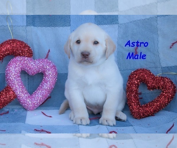 Medium Photo #9 Labrador Retriever Puppy For Sale in BRIDGEWATER, VA, USA