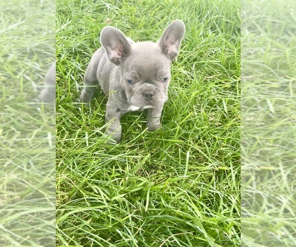 Medium Photo #5 French Bulldog Puppy For Sale in MILLVILLE, MN, USA