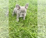 Small #4 French Bulldog