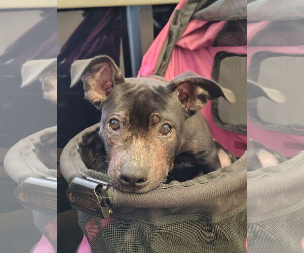 Medium Photo #1 American Pit Bull Terrier-Unknown Mix Puppy For Sale in San Jose, CA, USA