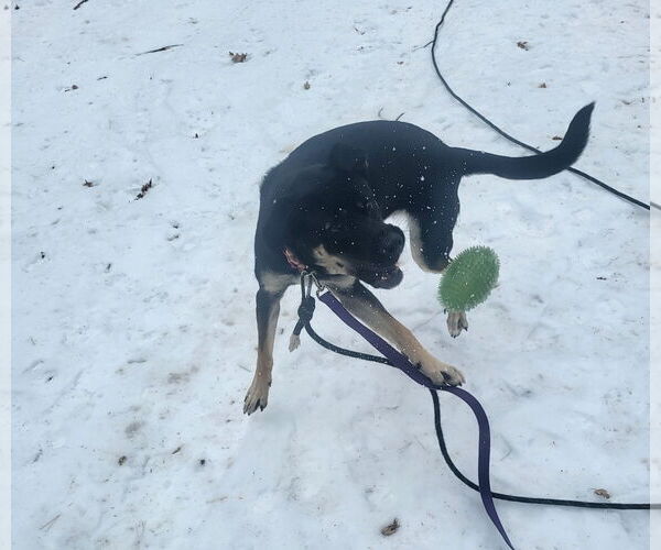 Medium Photo #2 Shepradors Puppy For Sale in Princeton, MN, USA