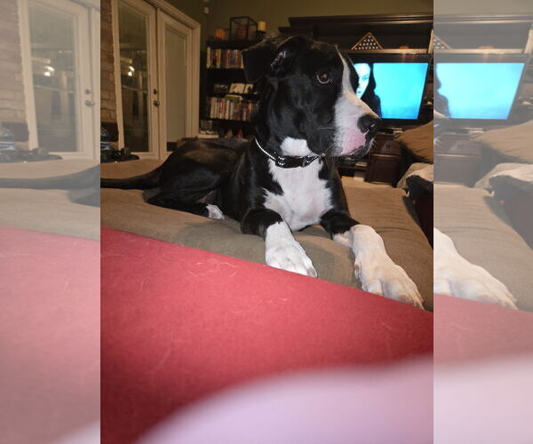 Medium Photo #8 Boxer-Unknown Mix Puppy For Sale in The Woodlands, TX, USA