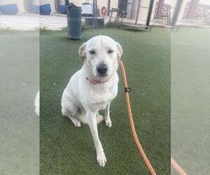 Labrador Retriever Dogs for adoption in Pasadena, TX, USA