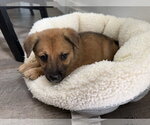 Lightning - Male German Shepherd Dog-Unknown Mix Dog for Adoption - Small photo