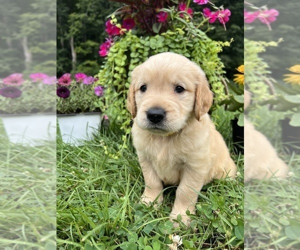 Medium Photo #1 Golden Retriever Puppy For Sale in NEOLA, WV, USA