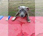 Small Photo #5 American Pit Bull Terrier Puppy For Sale in Alexandria, VA, USA