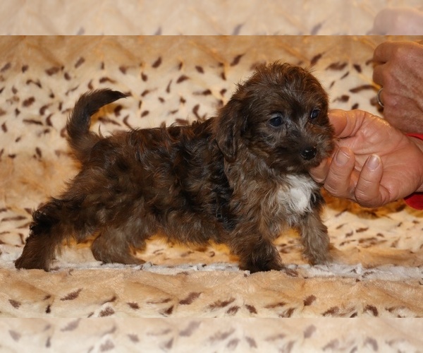 Medium Photo #17 Yorkiepoo mix (+ Poodle Toy) Puppy For Sale in DYERSBURG, TN, USA