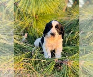 English Springer Spaniel Puppy for sale in MILAN, GA, USA