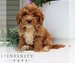 Small #3 Goldendoodle (Miniature)