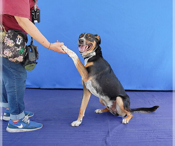 Medium Photo #4 Pointer-Unknown Mix Puppy For Sale in Pasadena, CA, USA