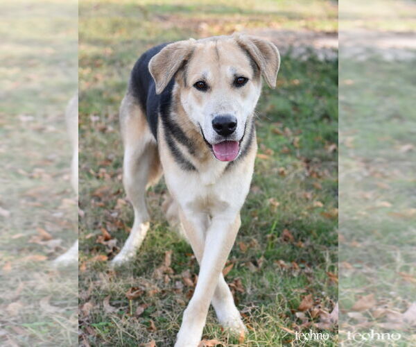 Medium Photo #3 Retriever -Unknown Mix Puppy For Sale in The Woodlands, TX, USA