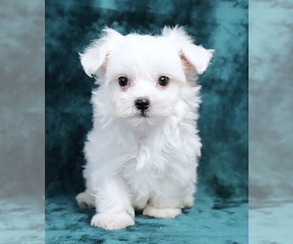 Medium Photo #4 Maltese Puppy For Sale in ROCK VALLEY, IA, USA