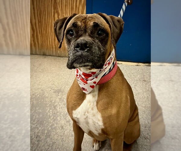 Medium Photo #2 Boxer Puppy For Sale in Dumont, NJ, USA