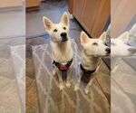 Small Siberian Husky-white german shepherd Mix