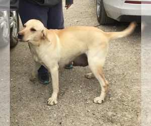 Mother of the Labrador Retriever puppies born on 11/22/2019