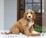 Small #1 Goldendoodle