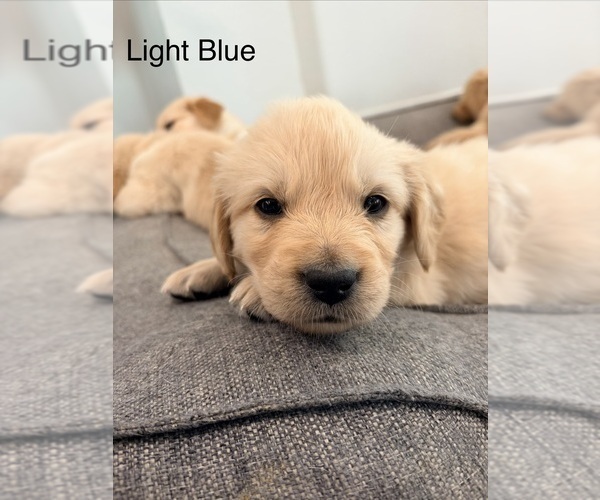 Medium Photo #31 Golden Retriever Puppy For Sale in PHOENIX, AZ, USA