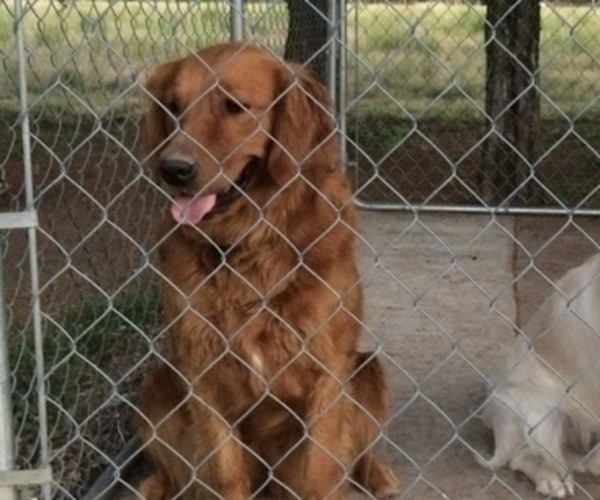 Medium Photo #1 Golden Retriever Puppy For Sale in HILLSBORO, KS, USA