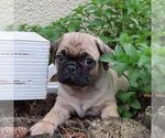 Small Pug