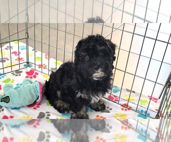 Medium Photo #1 Havanese Puppy For Sale in ORO VALLEY, AZ, USA